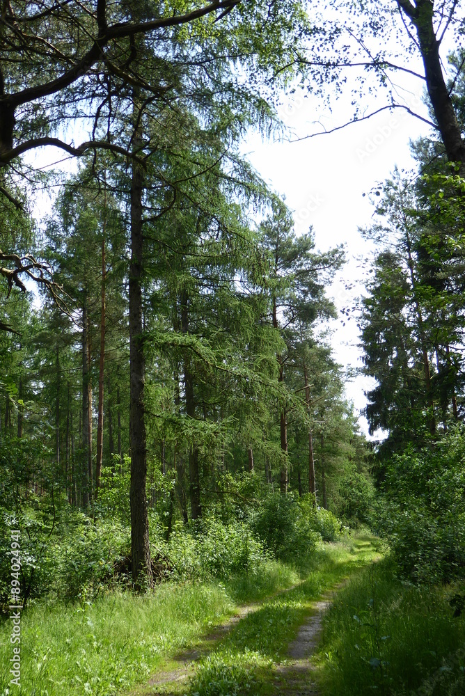 Fototapeta premium Wanderweg in der Lüneburger Heide
