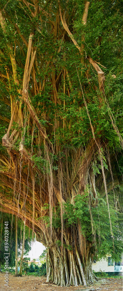 Fototapeta premium Landscape, tree and nature in Hawaii with leaves for geology, sustainability and tropical vacation. Woods, biodiversity and banyan species in forest on island for travel and tourism with environment