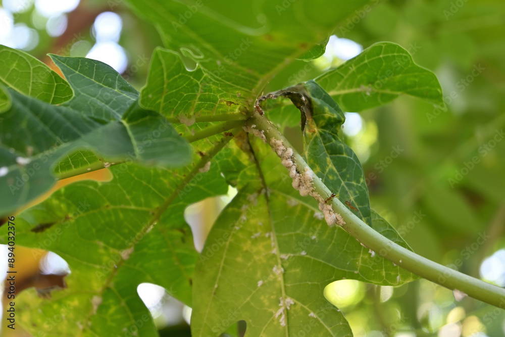 A papaya leaf stem that has been infested with mealybugs A papaya leaf stem that has been infested with mealybugs