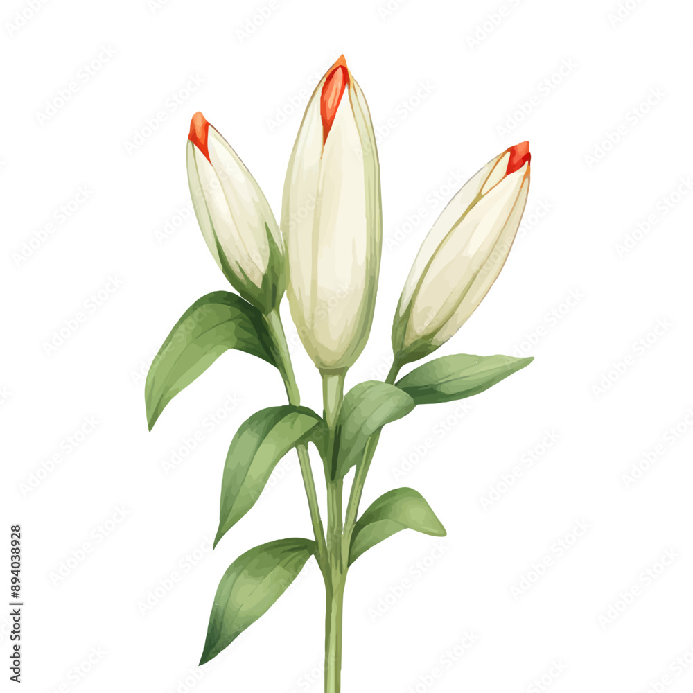 Fototapeta premium beautiful clipart lily flower, watercolor 