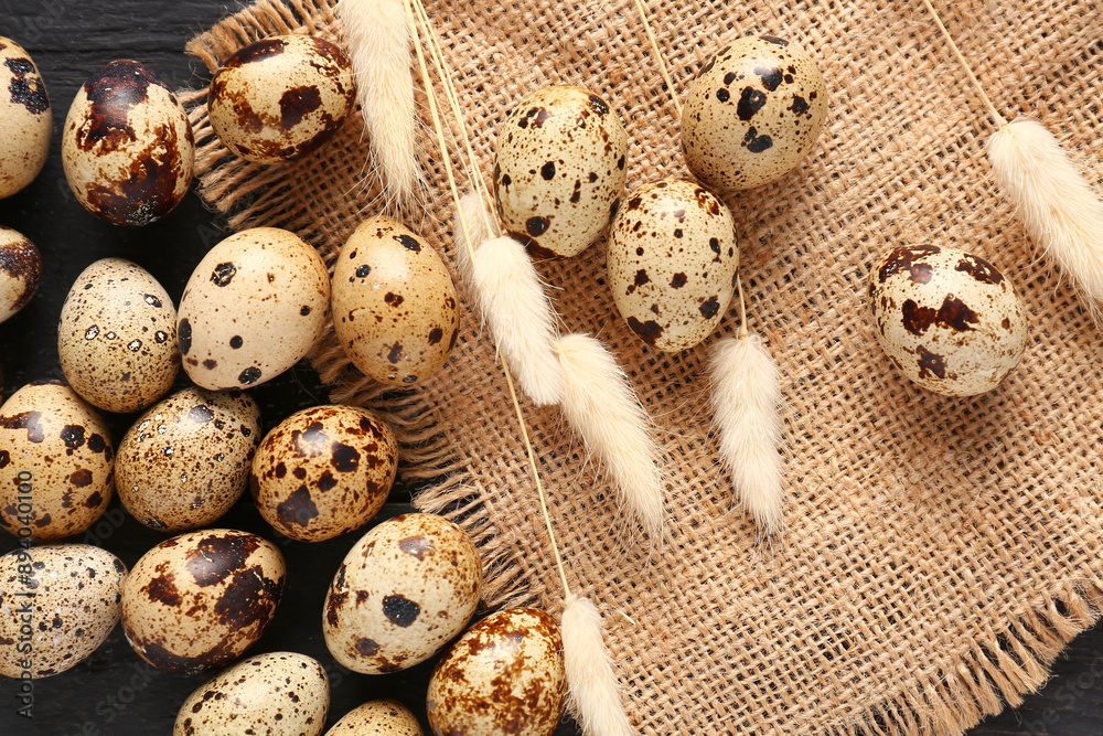 Burlap cloth with quail eggs and dried lagurus on black wooden background