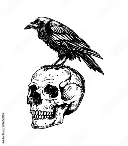 crow skull engraving black and white outline