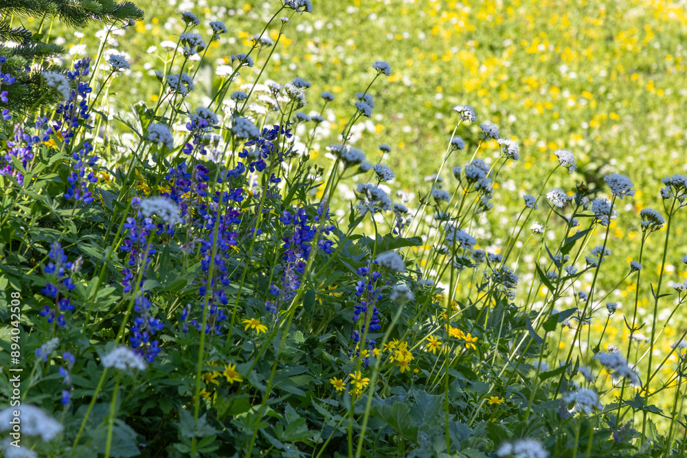 Obraz premium flowers in the field