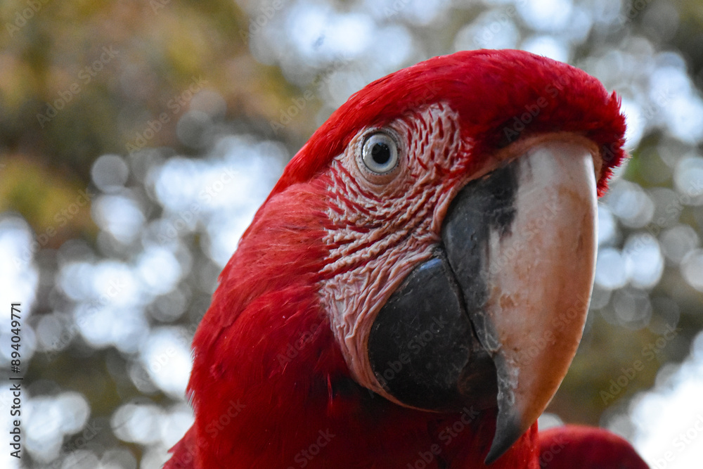 Red caninde macaw