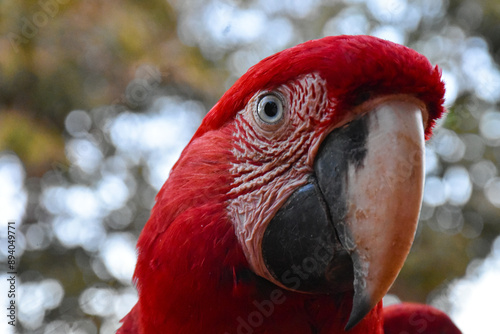 Obraz na płótnie Red caninde macaw w salonie