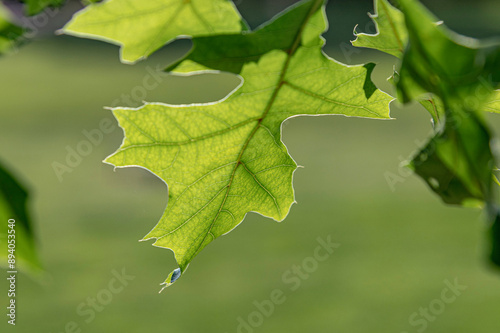 Obraz na płótnie green oak leaves w salonie