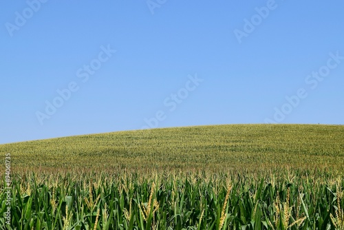 Cornfield blue sky