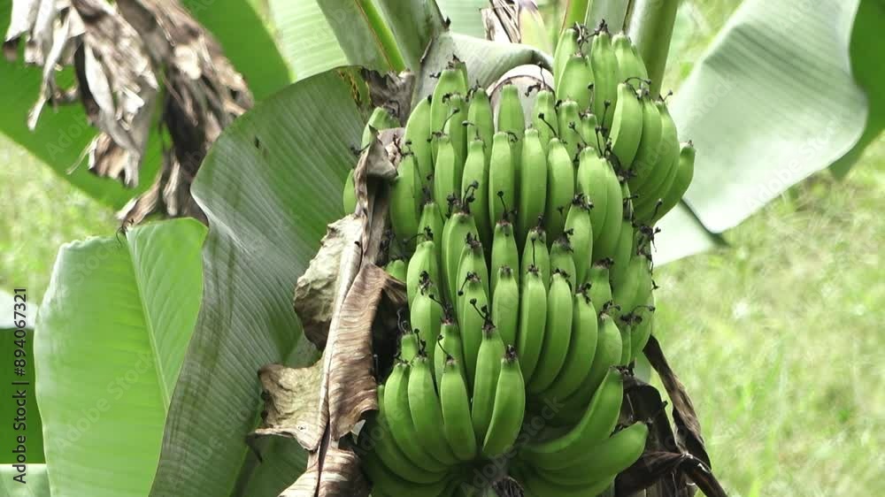 Palmera con un racimo de platano verde