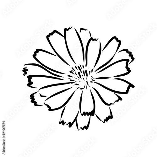 hand drawing of a chicory flower vector