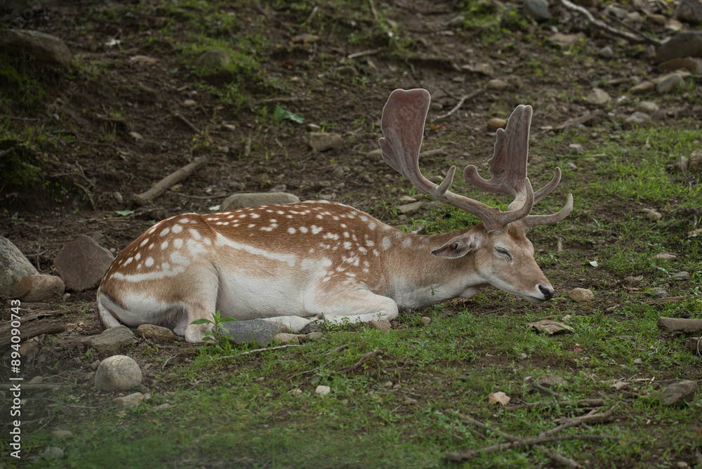 Deer fawn with antlers resting in the shade and on the grass Deer fawn with antlers resting in the shade and on the grass