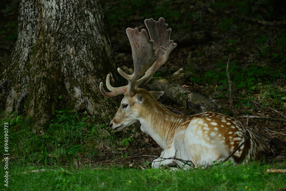 Deer fawn with antlers resting in the shade and on the grass Deer fawn with antlers resting in the shade and on the grass