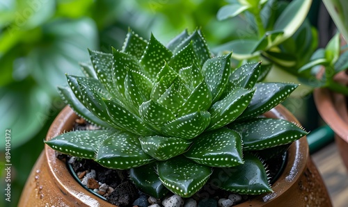 The haworthia comptoniana plant in pot, Generative AI photo