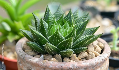 The haworthia comptoniana plant in pot, Generative AI photo