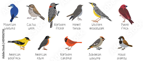 vector drawing birds of North America, set of elements isolated at white background, hand drawn illustration