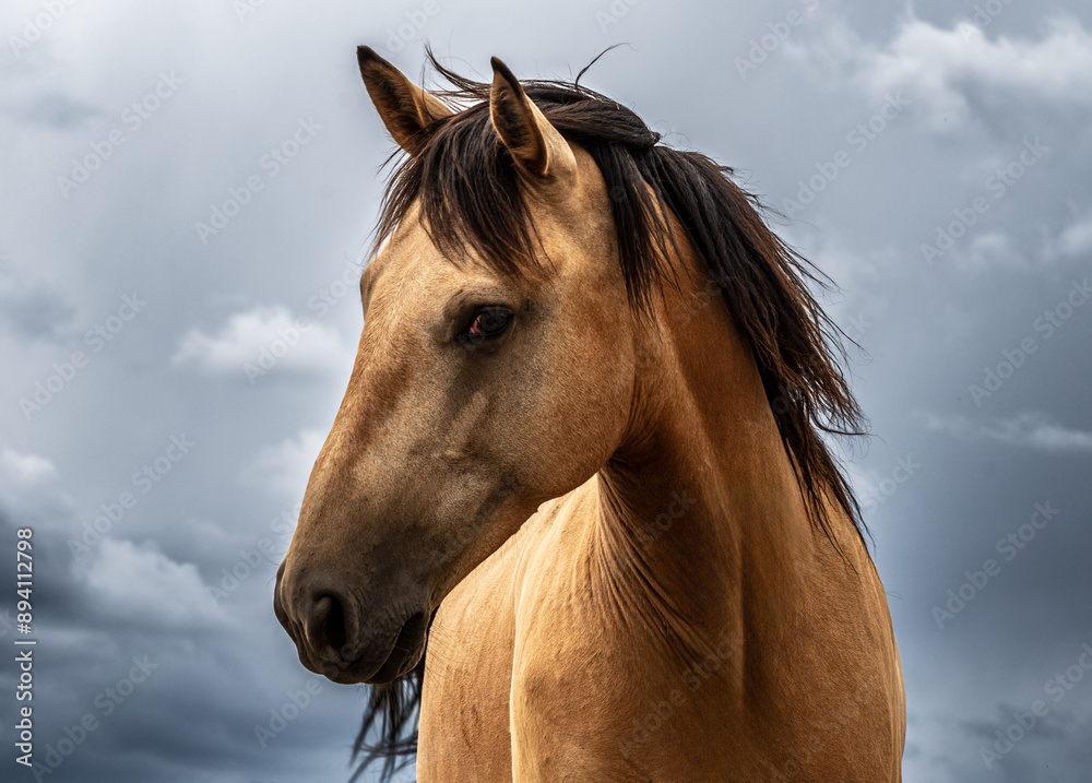 Fototapeta premium Horse in pasture