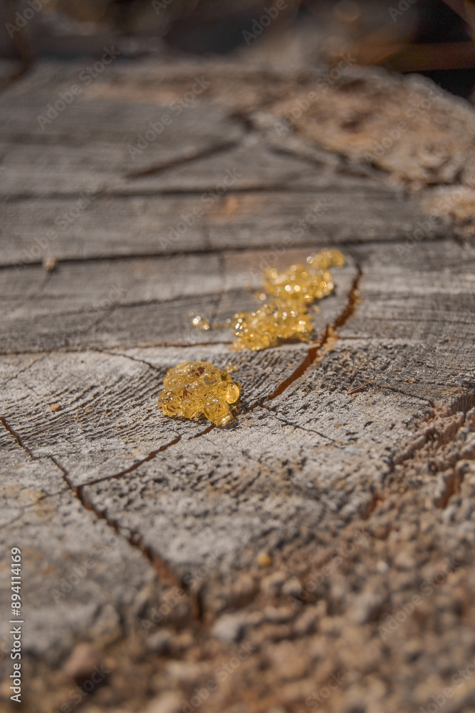 Obraz premium Sap on tree