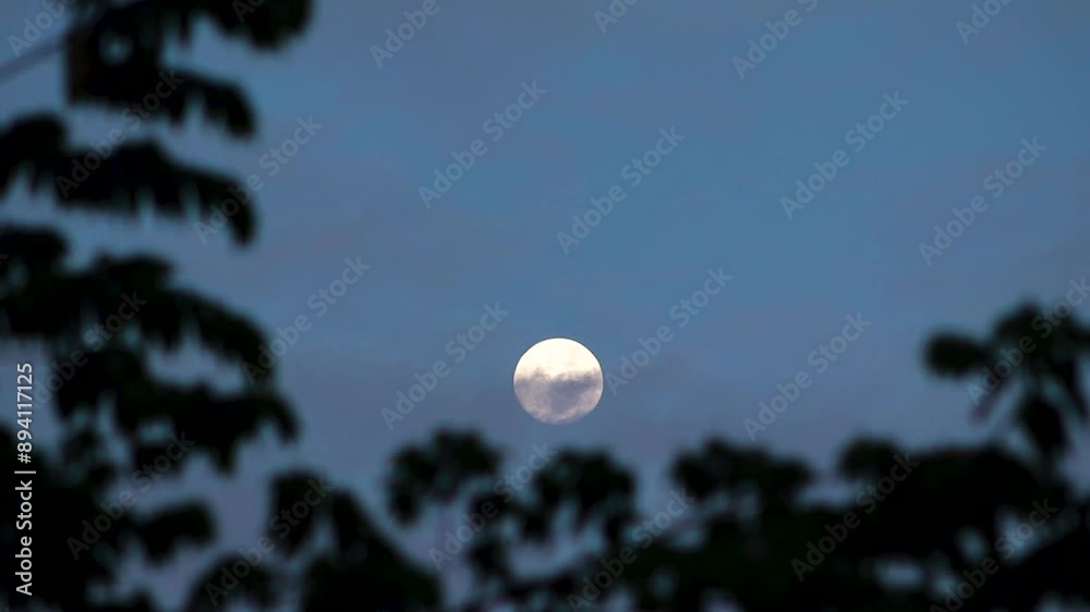 Timelapse video of the movement of the full moon and clouds among the silhouettes of leaves. Timelapse video of the movement of the full moon and clouds among the silhouettes of leaves.