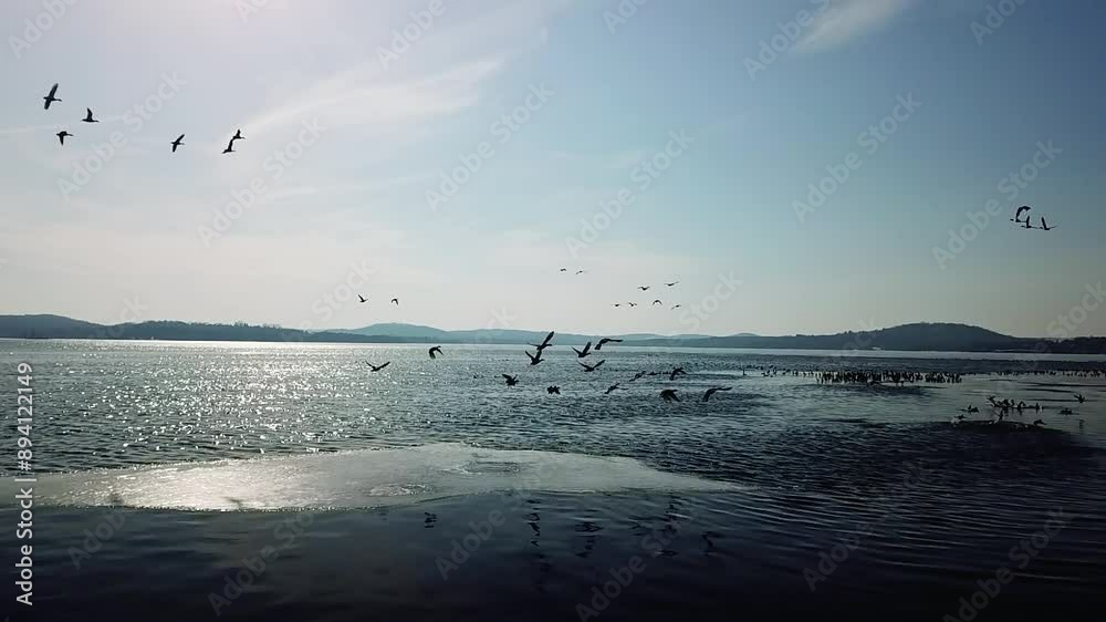 Flock of birds flying over Lake Wisconsin with a serene winter landscape and hills in the background.