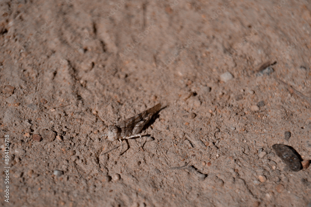 Camouflage grasshopper Camouflage grasshopper