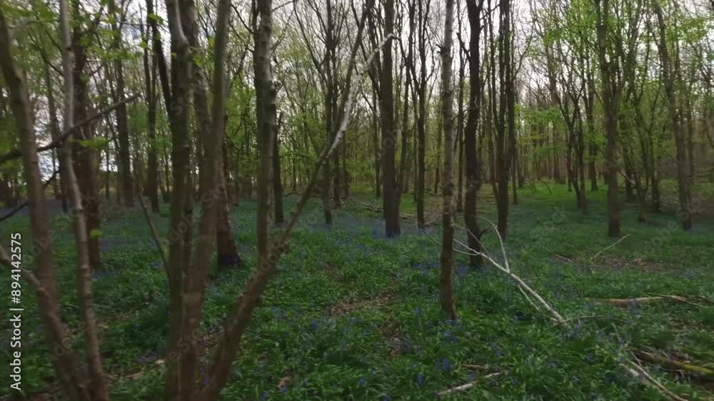 Video about a forest of fallen trees in Peterborough United Kingdom Video about a forest of fallen trees in Peterborough United Kingdom