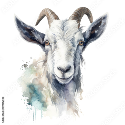 goat isolated on white background