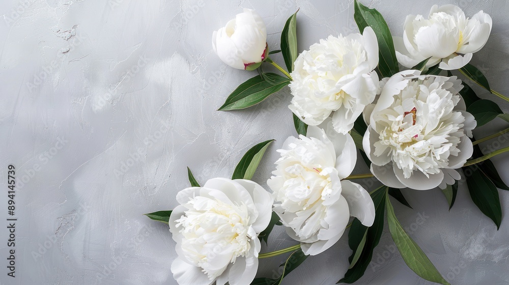 White Peonies on a Grey Background White Peonies on a Grey Background