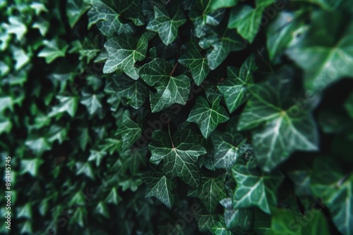 ivy climbing on a wall, ide...