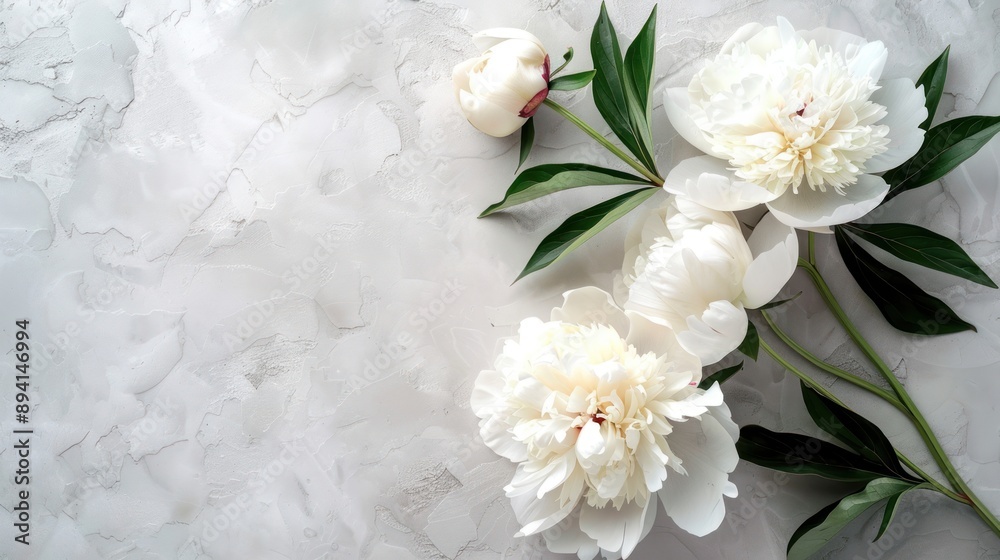 White Peonies on a Gray Background White Peonies on a Gray Background