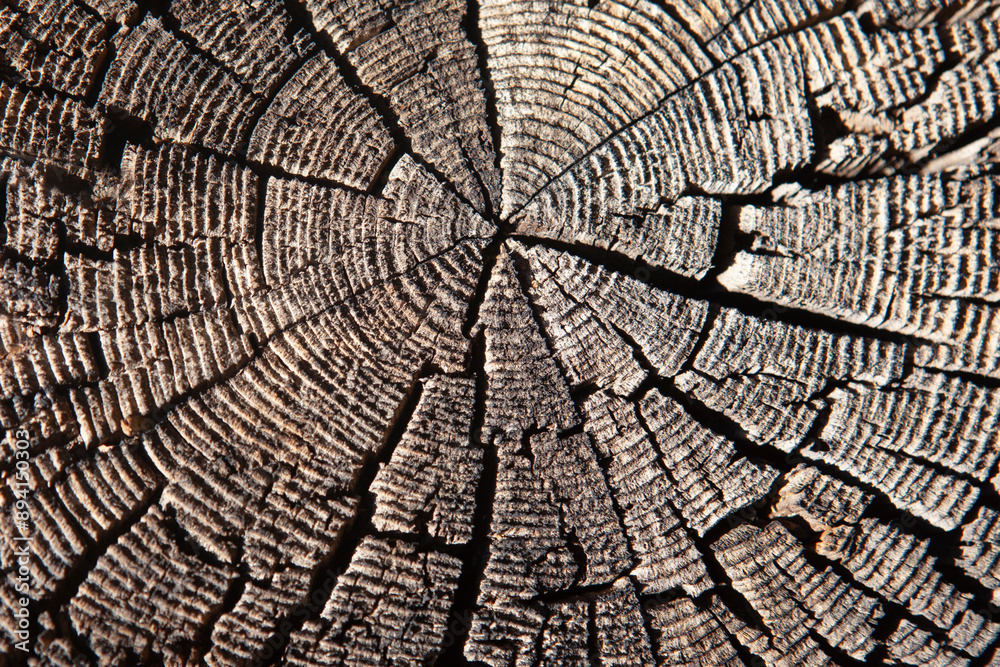 Fototapeta premium Tree rings background texture, cut tree, Tahoe, California