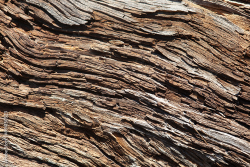 Tree trunk background texture, Tahoe, California