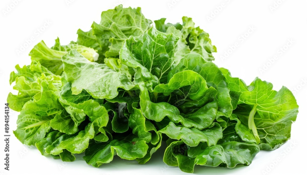a fresh ripe lettuce on a white background a fresh ripe lettuce on a white background