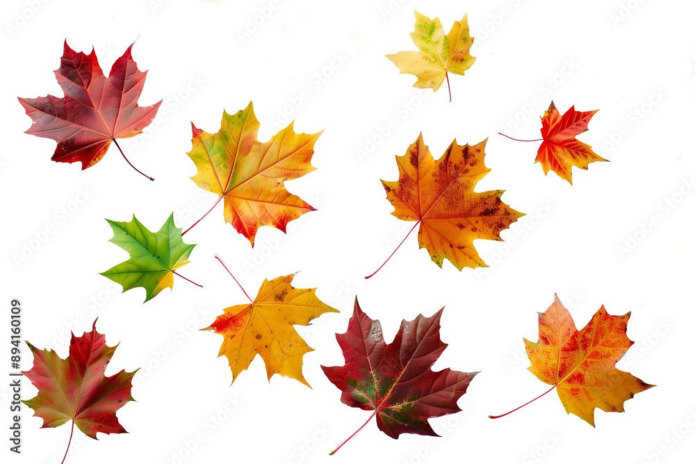 autumn leaves collection autumn leaves collection