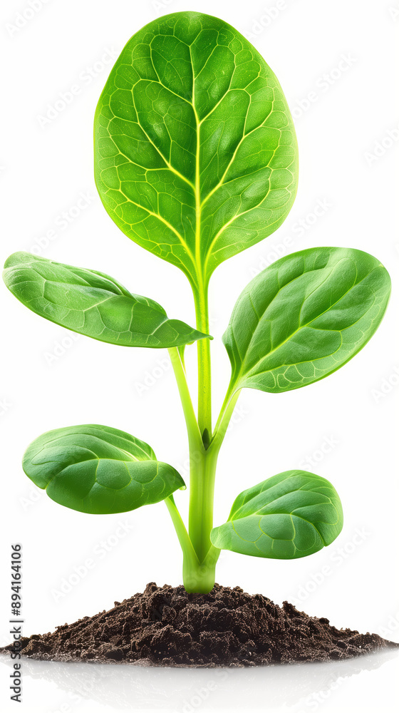 Plant growing isolated on white background. Plant growing isolated on white background.