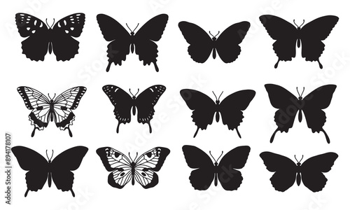 Isolated butterfly on the white background. butterfly silhouettes. Vector EPS 10. 