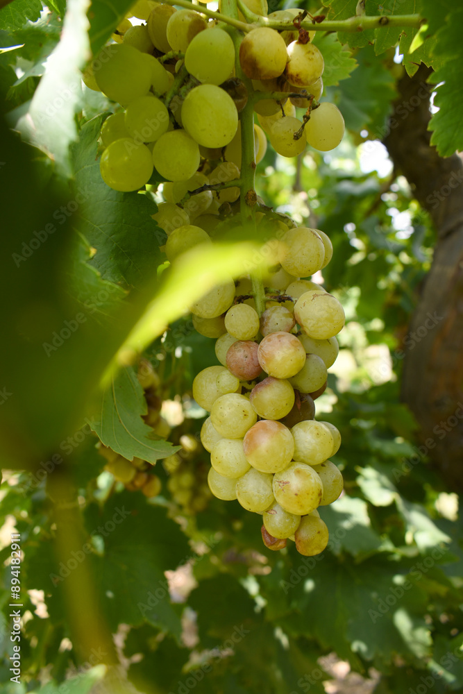 Close up of grapes hanging on Vine, Hanging grapes. Grape farming. Grapes farm. Tasty green grape bunches hanging on branch. Grapes With Selective Focus on the subject, Chakwal, Punjab, Pakistan Close up of grapes hanging on Vine, Hanging grapes. Grape farming. Grapes farm. Tasty green grape bunches hanging on branch. Grapes With Selective Focus on the subject, Chakwal, Punjab, Pakistan