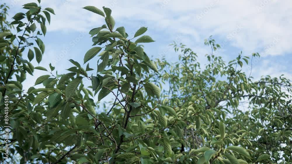 蝉が鳴く新緑の桜の木 蝉が鳴く新緑の桜の木