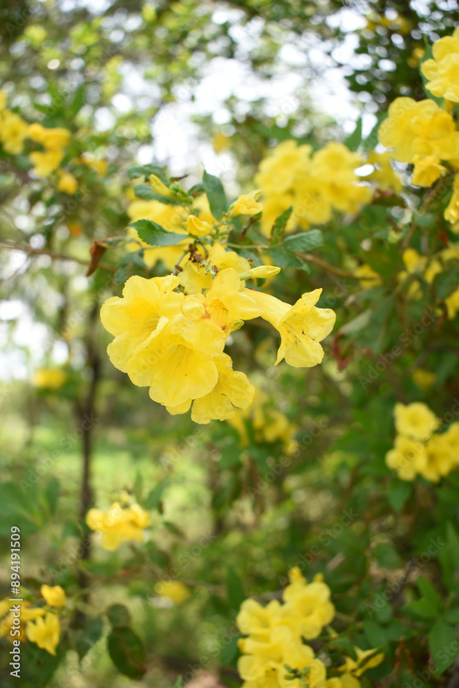 Yellow trumpetbush (Tecoma stans) Called Yellow bell or Yellow Elder Flower, trumpet flower, Beautiful bunch of yellow flowers closeup with green leaves Background, tecoma stans Yellow trumpetbush (Tecoma stans) Called Yellow bell or Yellow Elder Flower, trumpet flower, Beautiful bunch of yellow flowers closeup with green leaves Background, tecoma stans
