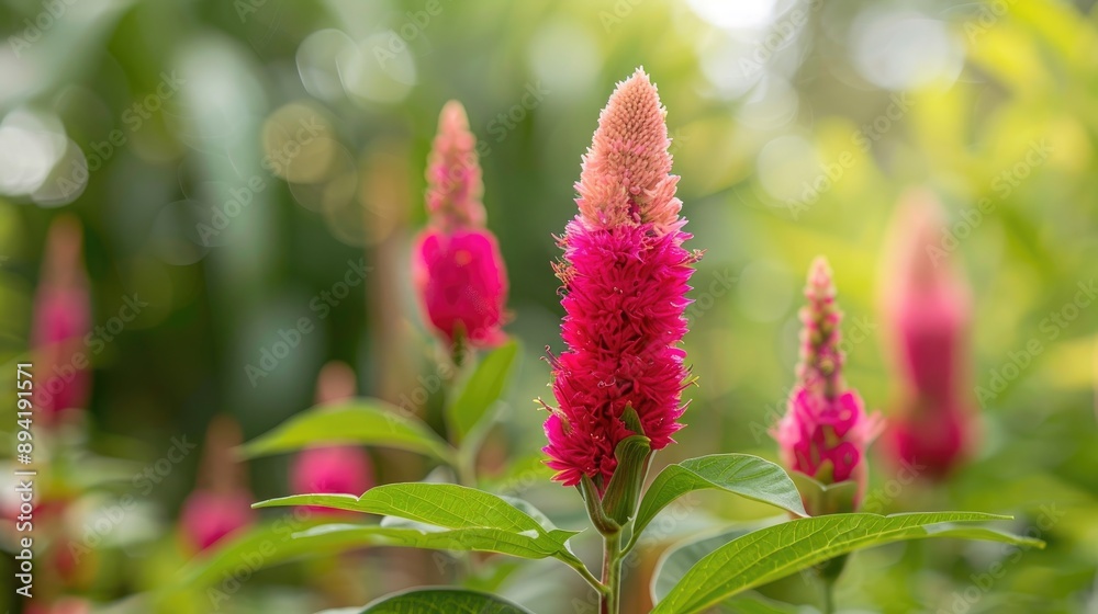Celosia argentea flower in garden observed from a close side angle Celosia argentea flower in garden observed from a close side angle
