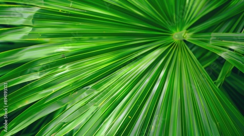 Abstract Green Palm Leaf Texture in Tropical Garden