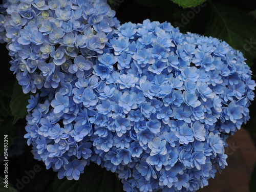 紫陽花
