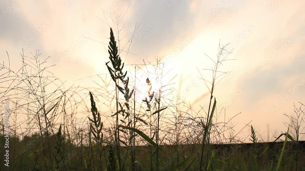 grass in nature blown by the wind grass in nature blown by the wind