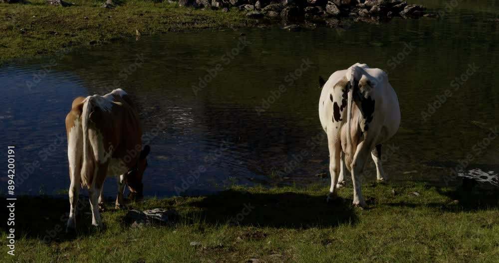 Summer in Norway. Cute cows are walking near the mountains and lake. Summer in Norway. Cute cows are walking near the mountains and lake.