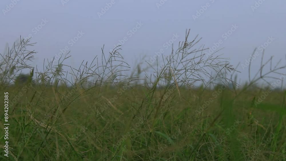grass in nature blown by the wind grass in nature blown by the wind