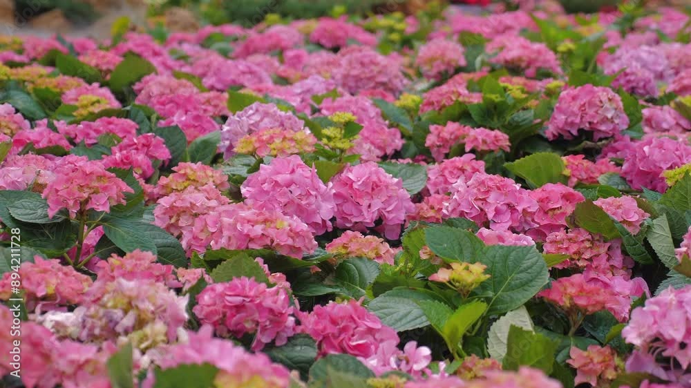 Blooming pink hydrangeas in lush garden, showcasing beauty of nature and vibrant floral environments. Gardening and Nature. Blooming pink hydrangeas in lush garden, showcasing beauty of nature and vibrant floral environments. Gardening and Nature.