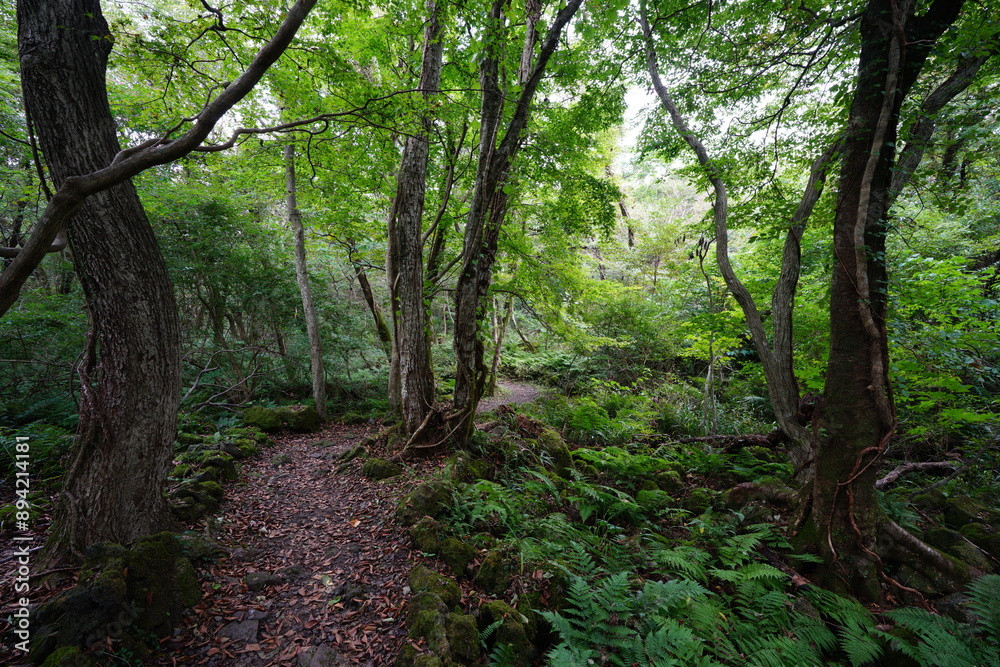 autumn pathway through ferns and old trees autumn pathway through ferns and old trees
