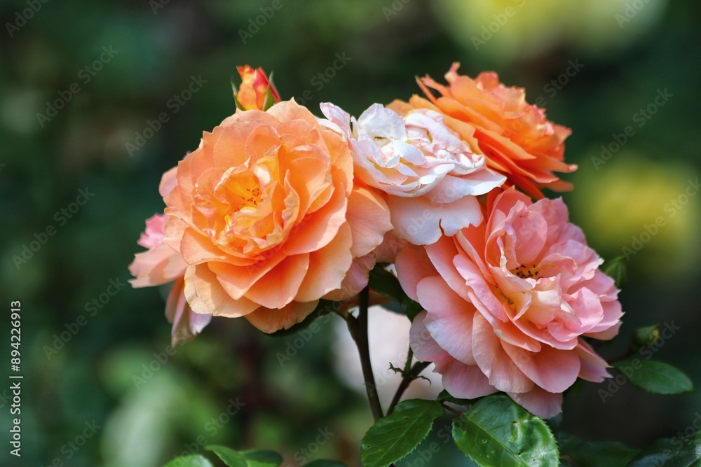 Beautiful orange rose on a green background. Close up. Beautiful orange rose on a green background. Close up.