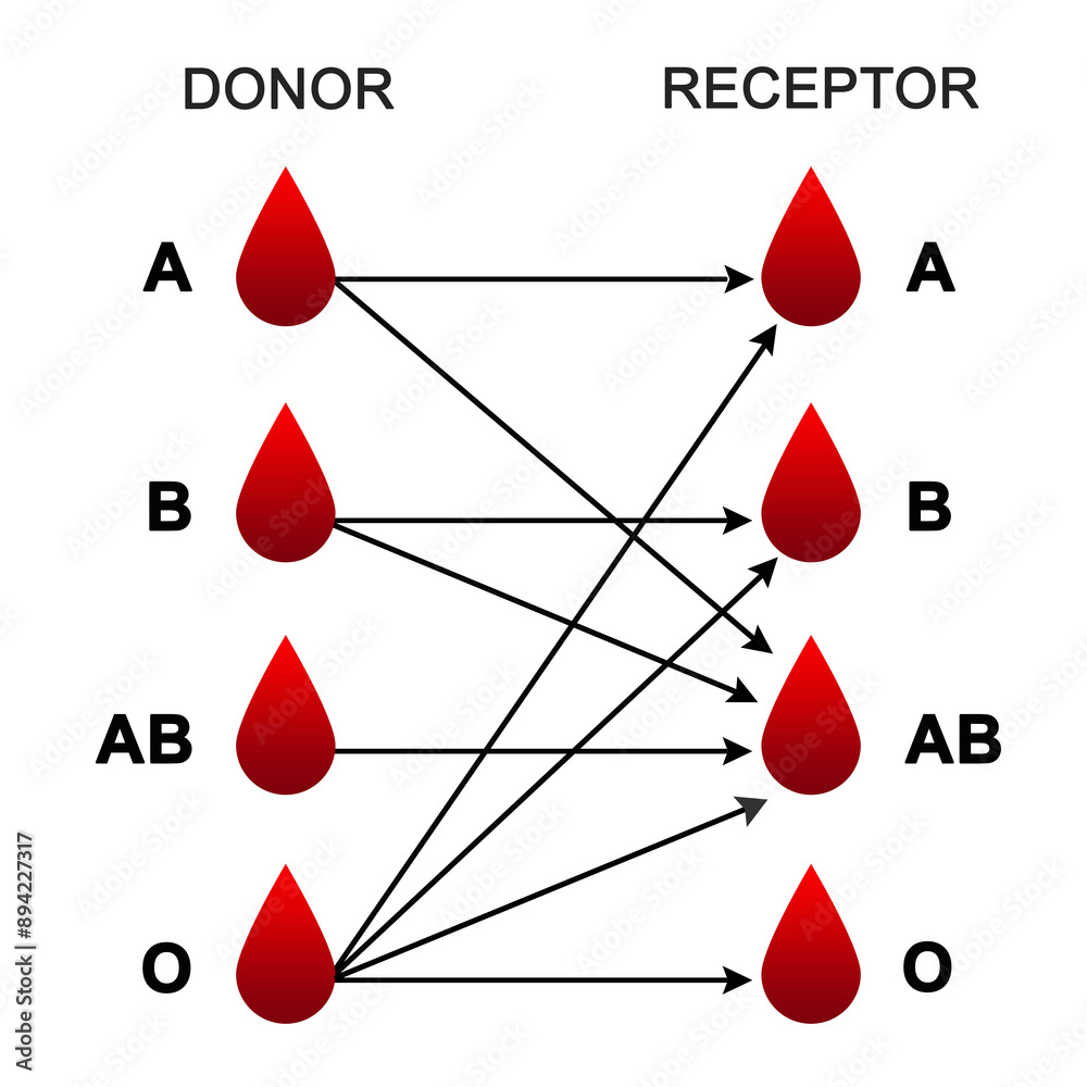 Fototapeta premium Blood donation match or blood groups or Donor and recipients or Blood type compatibility or possibility combination 