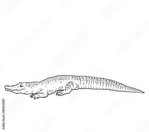crocodile outline vector illustration