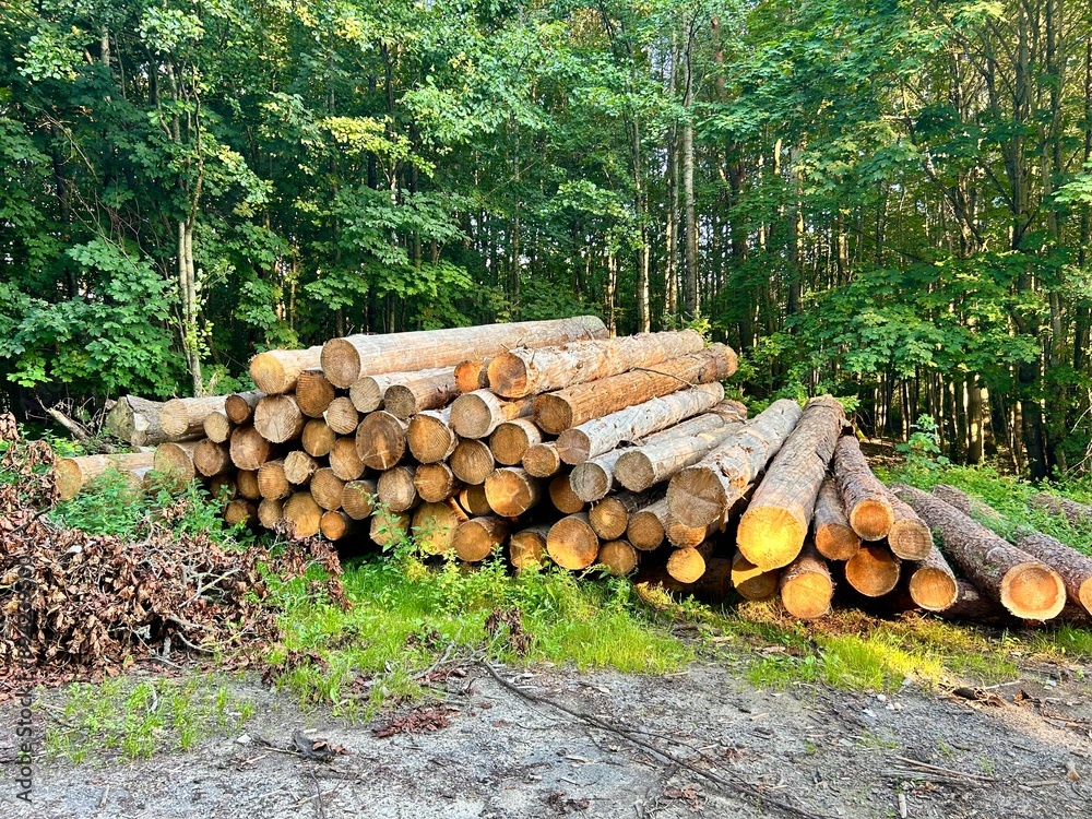 freshly cut pine logs are stacked in a large pile or stack freshly cut pine logs are stacked in a large pile or stack
