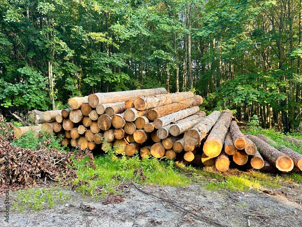 freshly cut pine logs are stacked in a large pile or stack freshly cut pine logs are stacked in a large pile or stack